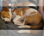 Small #1 Dachshund Mix