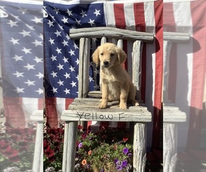 Golden Retriever Puppy for Sale in WESTCLIFFE, Colorado USA