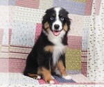 Small #1 Miniature Australian Shepherd
