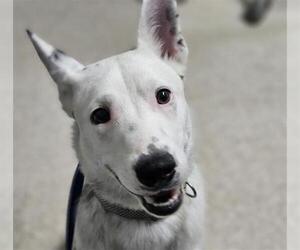 Australian Cattle Dog-Unknown Mix Dogs for adoption in Bakersfield, CA, USA