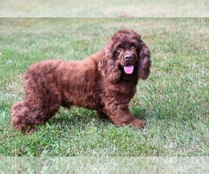 Father of the Cocker Spaniel puppies born on 04/20/2025