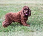 Small Photo #1 Cocker Spaniel Puppy For Sale in AVALON, MO, USA