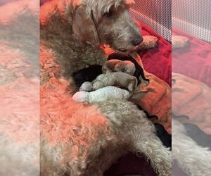 Goldendoodle Puppy for sale in HOWARD CITY, MI, USA