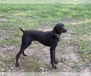 German Shorthaired Pointer Dog for Adoption in GREENVILLE, South Carolina USA