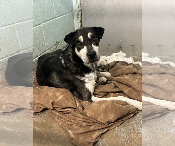 Medium Photo #5 Mutt Puppy For Sale in Orangeburg, SC, USA