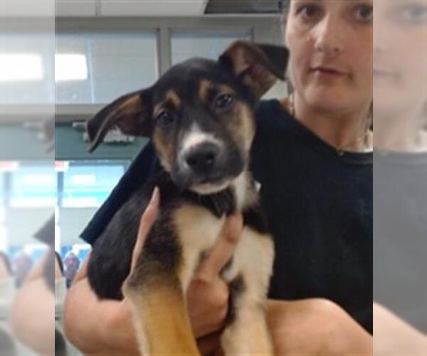 Medium Photo #1 German Shepherd Dog Puppy For Sale in Oklahoma City, OK, USA