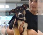 Small German Shepherd Dog