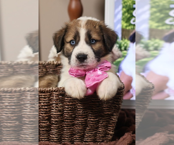 Medium Photo #10 Aussie Pyrenees Puppy For Sale in LEXINGTON, SC, USA