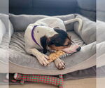 Small #11 Treeing Walker Coonhound