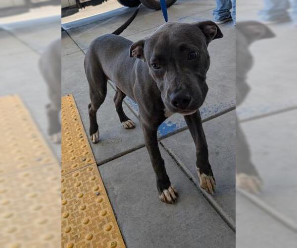 Medium Photo #1 American Pit Bull Terrier Puppy For Sale in Bakersfield, CA, USA