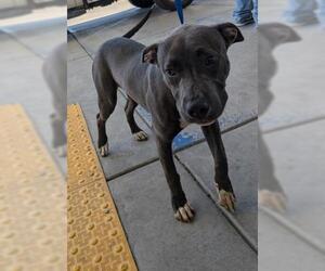 American Pit Bull Terrier Dogs for adoption in Bakersfield, CA, USA
