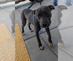 Small American Pit Bull Terrier
