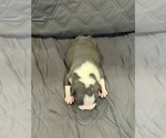 Small Photo #6 Boston Terrier Puppy For Sale in FREDONIA, KS, USA