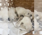 Small #6 Golden Retriever