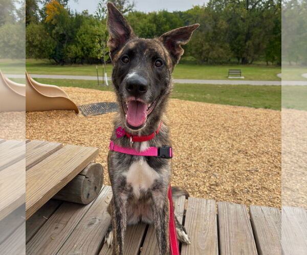 Medium Photo #6 Catahoula Leopard Dog-Unknown Mix Puppy For Sale in Fargo, ND, USA