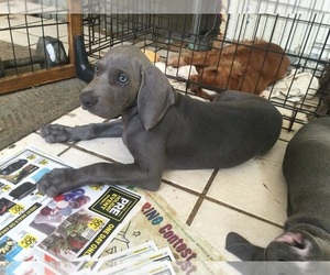 Weimaraner Puppy for sale in NORMANGEE, TX, USA