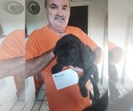 Small Photo #5 Cane Corso Puppy For Sale in MUNCIE, IN, USA