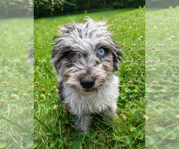 Medium Photo #14 Cavapoo (Miniature) Puppy For Sale in DURHAM, CT, USA