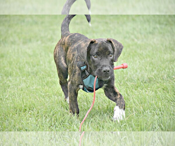Medium Photo #6 Border-Aussie Puppy For Sale in Spring Lake, NJ, USA