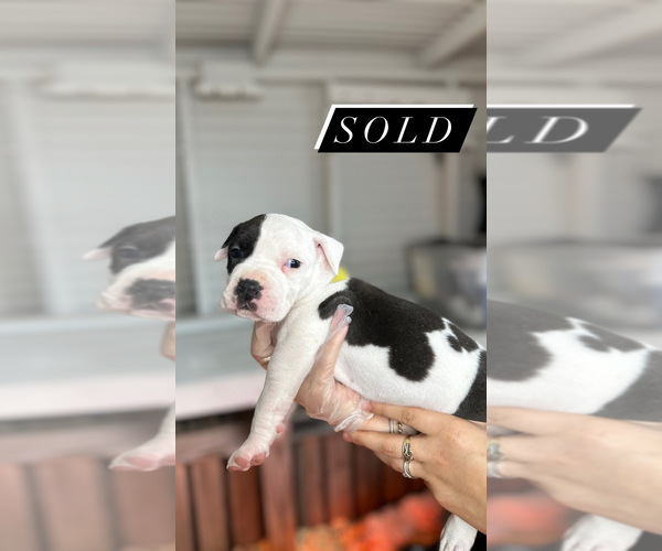 Medium Photo #1 American Bully-American Pit Bull Terrier Mix Puppy For Sale in PENSACOLA, FL, USA