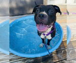 Small #3 American Pit Bull Terrier-Staffordshire Bull Terrier Mix