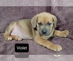 Small Photo #9 Cane Corso Puppy For Sale in POMEROY, OH, USA