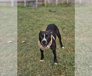 Jewel - Female Labrador Retriever-Unknown Mix Dog for Adoption - Photo #4