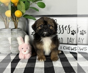 ShihPoo Puppy for sale in FRANKLIN, IN, USA