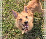 Small Cairn Terrier Mix