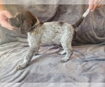 Small #2 German Shorthaired Pointer-Poodle (Standard) Mix