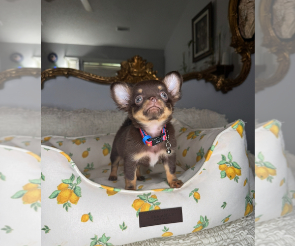Medium Photo #12 Chihuahua Puppy For Sale in CHARLOTTE, NC, USA