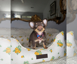 Small #11 Chihuahua