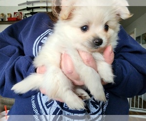 Pomeranian Puppy for sale in ROMULUS, MI, USA