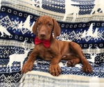 Small Photo #4 Vizsla Puppy For Sale in LANCASTER, PA, USA