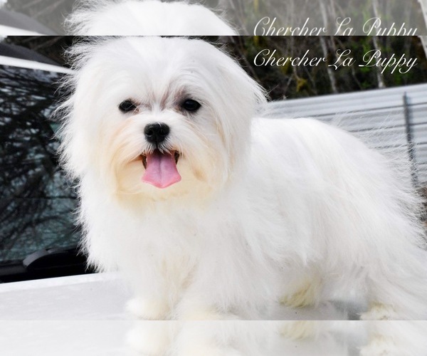 Medium Photo #1 Maltese Puppy For Sale in MARYSVILLE, WA, USA