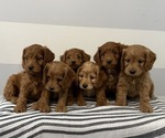 Small #5 Cavapoo
