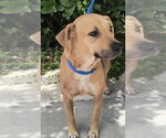 Small #2 Labrador Retriever Mix
