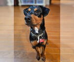 Small Miniature Pinscher Mix