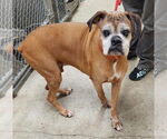 Small #3 Boxer