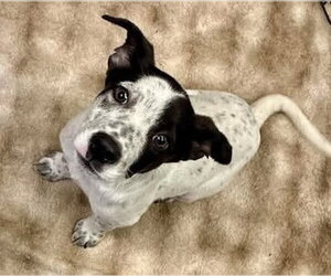 Mutt Dogs for adoption in Polson, MT, USA