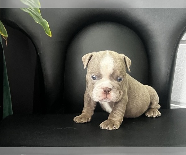 Medium Photo #7 English Bulldog Puppy For Sale in PORT RICHEY, FL, USA