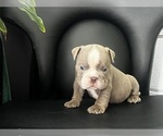 Small Photo #7 English Bulldog Puppy For Sale in PORT RICHEY, FL, USA