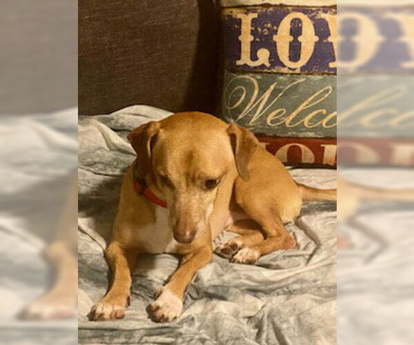 Medium Photo #11 Chiweenie Puppy For Sale in Tampa, FL, USA