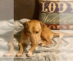 Small #10 Chiweenie