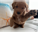 Puppy Willow Goldendoodle