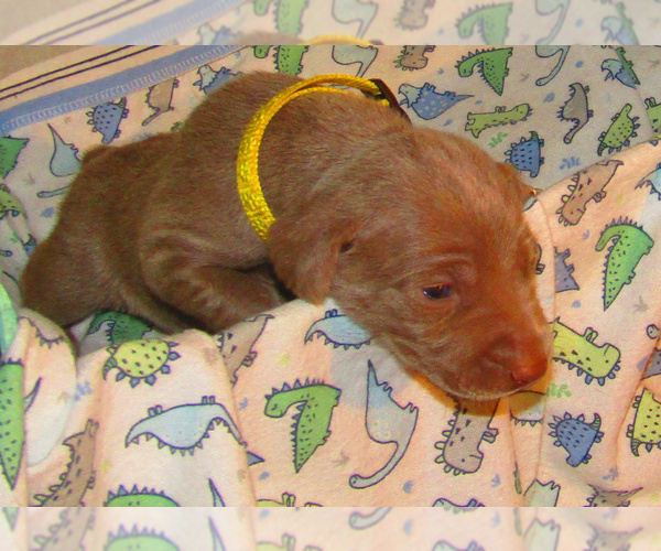 Medium Photo #8 Weimaraner Puppy For Sale in LAS ANIMAS, CO, USA