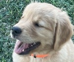 Small Photo #4 Golden Retriever Puppy For Sale in CHOWCHILLA, CA, USA