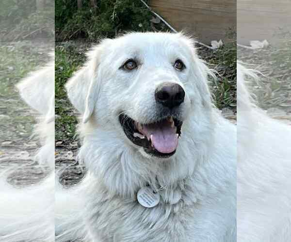 Medium Photo #2 Great Pyrenees Puppy For Sale in Spring, TX, USA