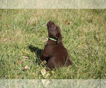 Small Photo #5 Labrador Retriever Puppy For Sale in GIBSONVILLE, NC, USA