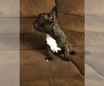 Small Photo #10 French Bulldog Puppy For Sale in MEADVILLE, PA, USA